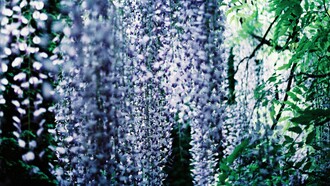 Il glicine simboleggia l'amicizia duratura, la tenerezza e la gratitudine. La sua caduta elegante di grappoli fioriti evoca un sentimento di bellezza e delicatezza