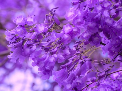 Jacarandana