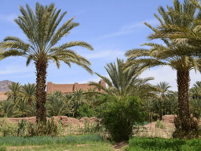 Morrocan palm grove, a reservoir of favourable genes. The palm tree is today the undisputed locomotive of the agricultural sector in the oasis region where it plays an economic and ecological role
