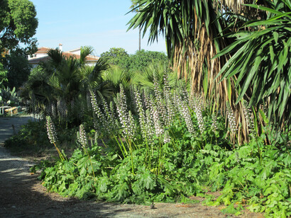 Jardines de La Cónsula, Málaga