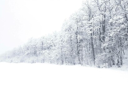 A row of trees in the untouched snow. We bow down, quietly, unknowingly, inadvertently, like trees do, when they sense the morning breeze, in secret from everyone