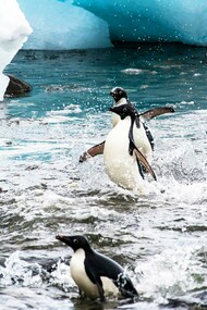 A penguin finding its way across melting ice