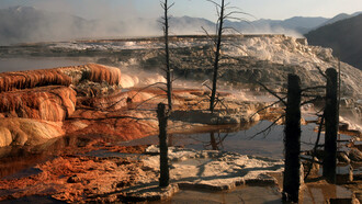 Dead trees at Mammoth Hot Springs, Yellowstone National Park