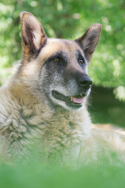 Los perros adultos rescatados son animales marcados por el abandono, desconfiados y muchas veces asustados, que miran con recelo hasta sentir verdadera seguridad