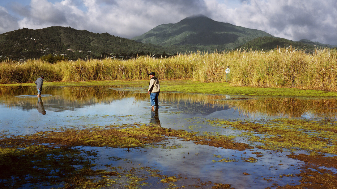 Larry Sultan, Corte madera Marsh (detail), 2009. Courtesy of Yancey Richardson Gallery