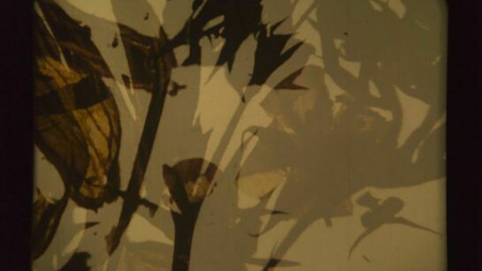 Stan Brakhage, The Garden of Earthly Delights, (still), 1981, Copyright the estate of Stan Brakhage, courtesy the estate of Stan Brakhage and Anthony Reynolds Gallery, London