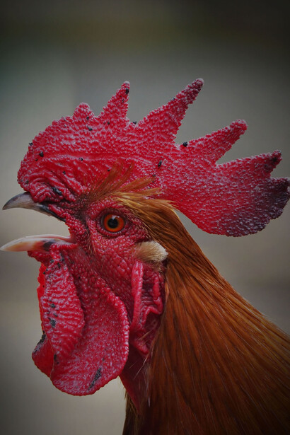 Gallo. La pace che sto cercando da quando sono arrivato la vedo lontanissima. Ripenso al corso di training autogeno, escludo tutti i rumori, quasi ci riesco. Il gallo mi riporta alla realtà