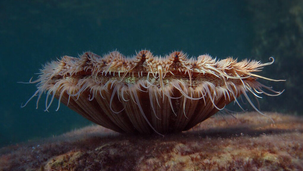 Pecten  Jacobeus