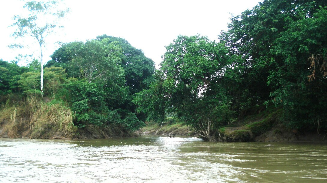Desembocadura del río Sardinal en el Sarapiquí. Foto: Luko Hilje