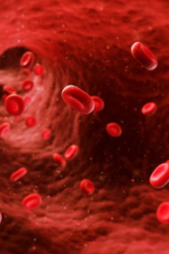 Blood and blood cells flowing through the vessells
