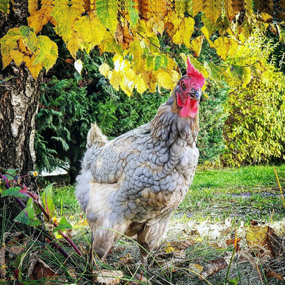 Ruspante, scatto di Walter Maria Calarco