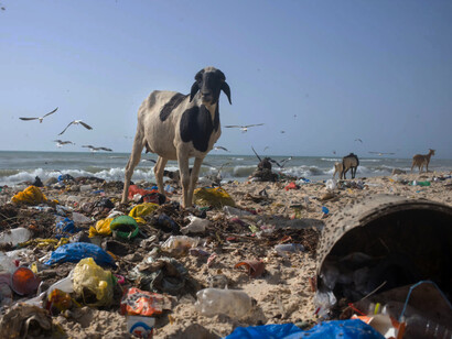 Goats walking on the plastic-strewn littered beach of Ngor, Dakar, Senegal