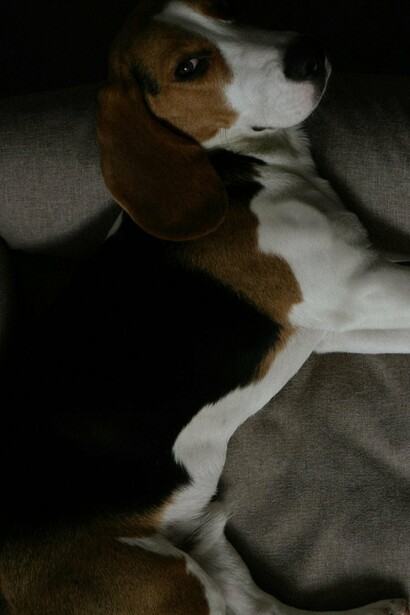 Al elegir el camino del bienestar holístico para tus mascotas, recuerda siempre la importancia del amor incondicional que compartes con ellos