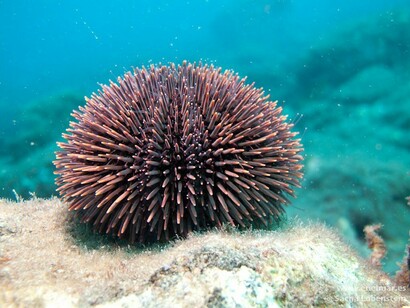 Sphaerechinus granularis